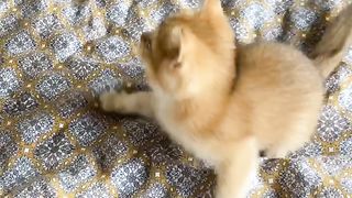 loky Fun cat