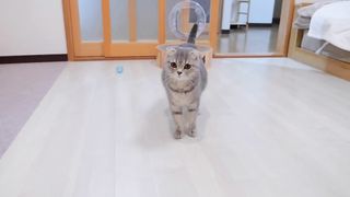 Le fils chat qui adore sa mère chat était trop mignon