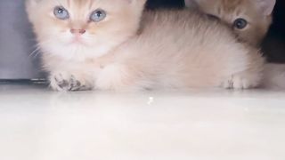 simba