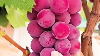 GRAPES WHEN GROWN PROPERLY