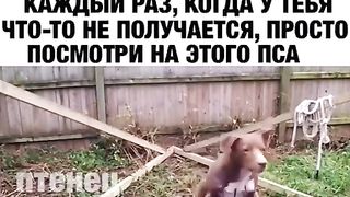 Молочага пёс