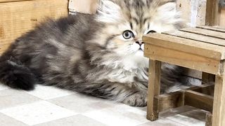 OZCAT、MM小春じろう、24_01_04.