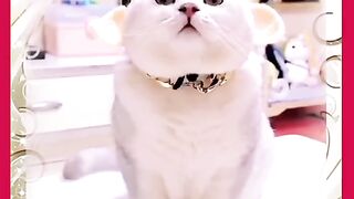 Kocheng Mbuuul yang Lucu Nan Bikin Gemesh