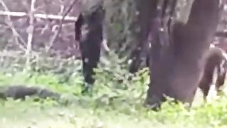 In India, a drunk guy climbed into an aviary with lions to talk