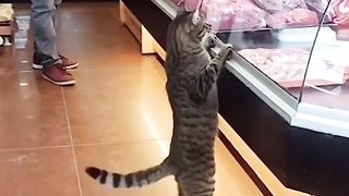 Funny cats
