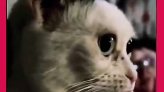 Kocheng Kocak Video