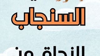 شاهد كيف يستطيع السنجاب انقاذ نفسه وصغاره من خطر الأفاعي بحيلة ذكية