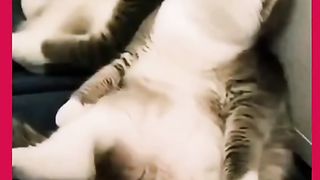 Gaya Kocheng Oyen Tidur Paling Bikin Kocak