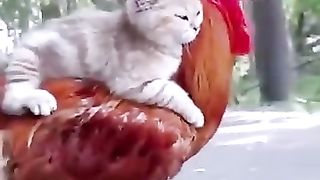 Persahabatan Kocheng & Ayam Jago