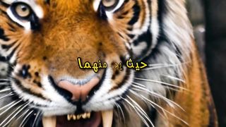 معركة بين النمر والتمساح