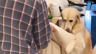 The dog helps to move his bed