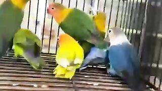My pet