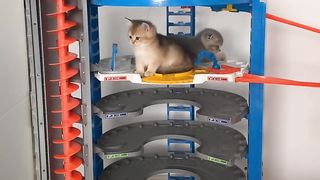 They have occupied the child's toy