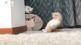 Cute baby cat ????????