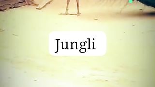 Jungli peacock kia Tara hota hay