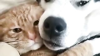 My pet