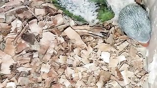 The children of parrots
