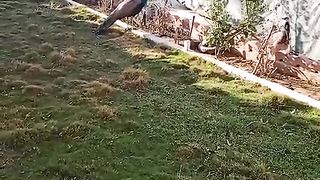 Green lawn and the peacock