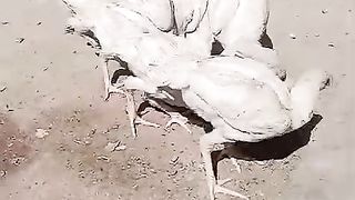 Kheran chargan