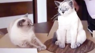 video de chats