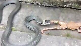 My pet