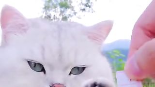 My pet
