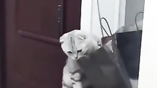 Amazing adventures of a cat with a package