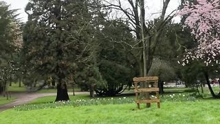 "Echoes of Eden: Revelations in Nature's Harmony"