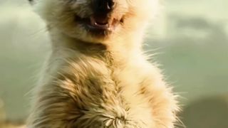 funny videos
