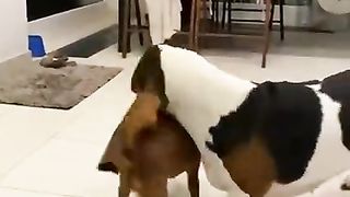 My pet