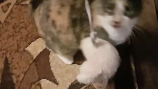 Бусинка играла, и вдруг.Воздушная тревога.