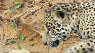 Leopard, hunting
