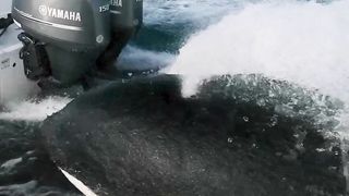 غرائب وعجائب البحار  ‏The strange and wonders of the sea