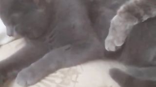 My pet