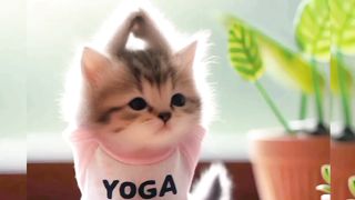 Ai-Cat Yoga ????