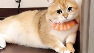 so cutie