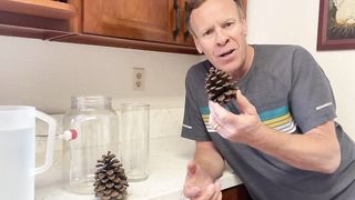 Pine Cone Science Experiment (Put it in water and it will open)