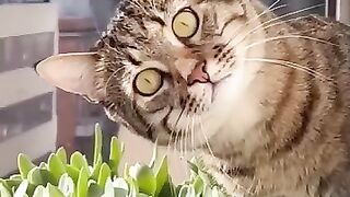 Cat is funny ❤️ #Cat #cats #catfunny #catlife