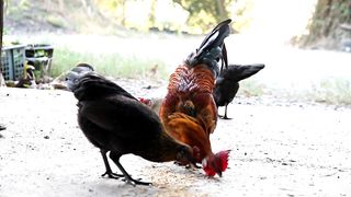 feed time