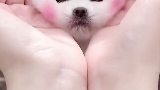 This little dog will make your day more happy