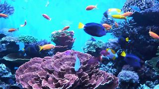 My pet