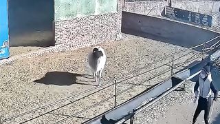 Facebook funny Video