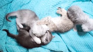 Funniest Animals - Best Of The 2024 Funny Animals Videos #12