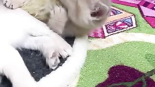 Top Funny Cats Pets Funny Animals