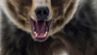 من اقوى معارك الدببة مواجهة بين الدب القطبي والدب الرمادي من الذي سيفوز؟