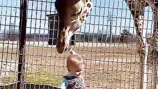 giraffe givesbaby