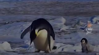 Watch it til the end