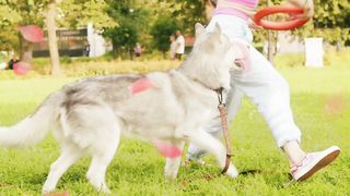 Nice dog❤️????