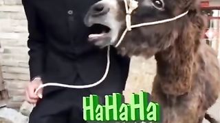 #funny