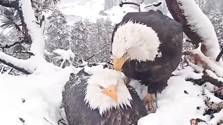 A pair of bald eagles protect their eggs from frost. They take turns warming the eggs in a snow-covered nest.
